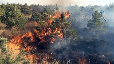  Mangal ateşi binlerce çam ağacını kül etti