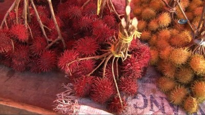 tropikal iklim -  - Tanzanya’nın asil meyvesi “Rambutan”
- Tanzanya’nın asil meyvesi Antalya’da da yetiştiriliyor  Videosu