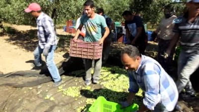zeytin agaci -  Balıkesir'de zeytin hasadı başladı  Videosu