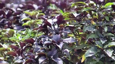 cay uretimi - Belediye reyhanı paket çaya dönüştürdü üretim 20 kat arttı - MALATYA  Videosu