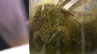  Bu kurbağa ötmüyor