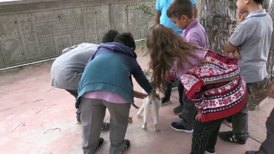 ogretmenler - Kedi 'Pamuk' okulun maskotu oldu - YALOVA  Videosu