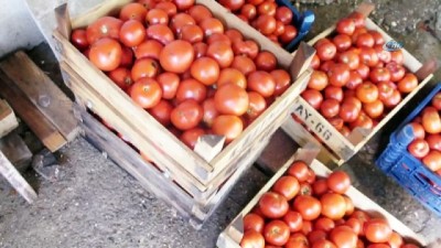 kooperatif -  Salça fırsatçılarına karşı kadın dayanışması  Videosu