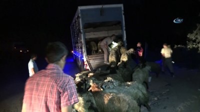  Tunceli’de kamyon devrildi, 12 hayvan telef oldu