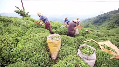 cay alimi - ÇAYKUR tarihinin en büyük ikinci yaş çay alımını yaptı - RİZE  Videosu