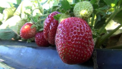 helal -  Çilek üretimiyle marka haline geldiler Videosu