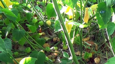 aile ekonomisi -  Emet'te üreticinin yeni umudu 'altın çilek' Videosu