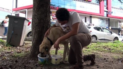 igne tedavisi -  Hasta köpeği tedavi ettirmek için sırtında taşıyan koca yürekli genç konuştu  Videosu