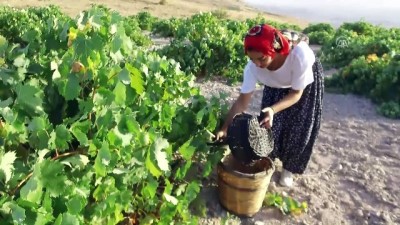 bag bozumu - Kapadokya üzümünün pekmeze yolculuğu - NEVŞEHİR  Videosu