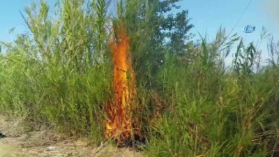  Sorgun Çamlığında orman yangını