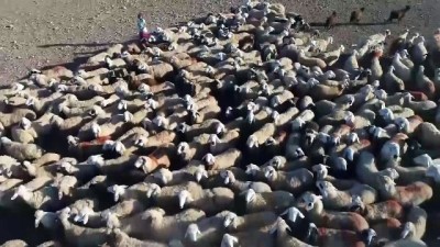 Sürülerin eve dönüş yolculuğu - ŞANLIURFA 