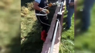 dere yatagi - Yavru köpekler boğulmak üzereyken kurtarıldı - VAN Videosu