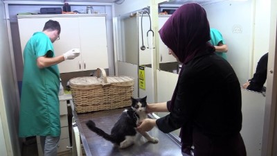 Doluda yaralanan 'Yumak' tedavi ediliyor - KASTAMONU 