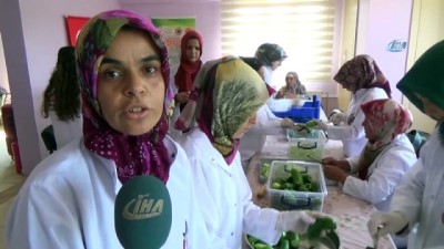 kalifiye eleman -  Gastronomi Kenti Hatay’da dolmalık ve turşuluk salatalıklar kışa hazırlanıyor  Videosu