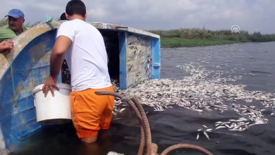 olu balik - Hatay'da balık ölümleri  Videosu