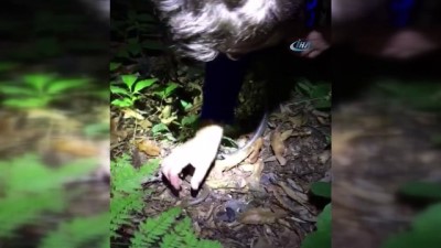 ormana -  Ormanlık alanda yılanı sevmek isteyen kişi böyle hastanelik oldu  Videosu