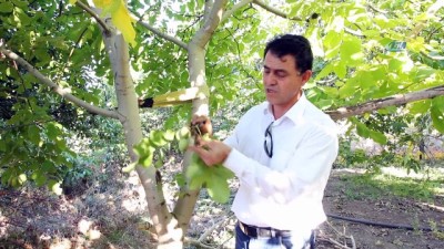  Cevizin ana vatanında hasat başladı 