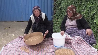 kavurga - 'Eskinin kuru yemişi çedeneli kavurga' için tanıtım atağı - YOZGAT  Videosu