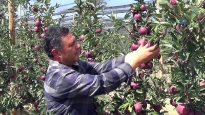 soguk hava deposu -  Niğde'de elma hasadı başladı  Videosu