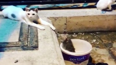 amator -  Roller değişti, kedilere saldıran fare kamerada  Videosu