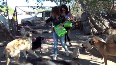 sebze hali -  Sokaklardan kurtardığı 100 köpeğe bahçesinde bakıyor  Videosu