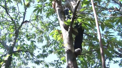  Uludağ’da kestane hasadı başladı 