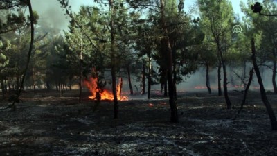 sivil savunma - Afrin’de orman yangını Videosu