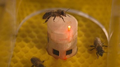 robot - Arıların soyunu tükenmekten robotlar kurtaracak  Videosu