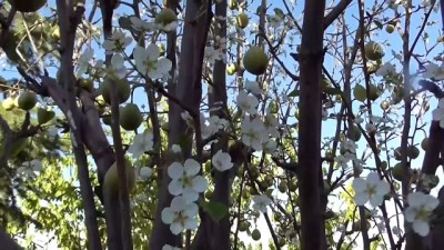 mermer fabrikasi - Armut ağacı eylülde çiçek açtı - KONYA  Videosu