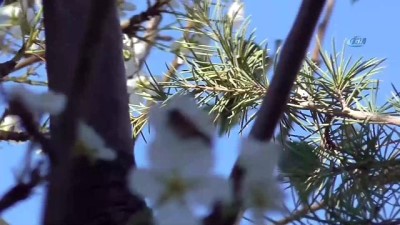 mermer fabrikasi -  Armut ağacı eylülde çiçek açtı  Videosu