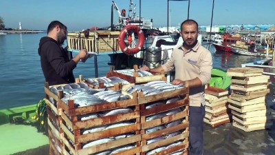 Karadeniz'de palamut bolluğu - DÜZCE 