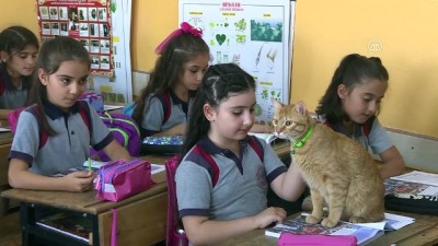 ogretmenler - Kedi 'Tombi' yaz tatilinin ardından okula döndü - İZMİR  Videosu