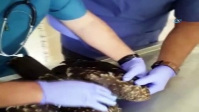 tedavi sureci -  Yaralı kızıl şahin tedavi altına alındı  Videosu