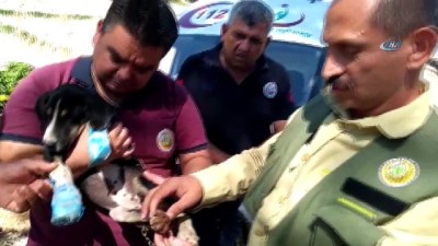 yangina mudahale -  Alevlerin içinde kalan köpeği ormancılar kurtardı  Videosu