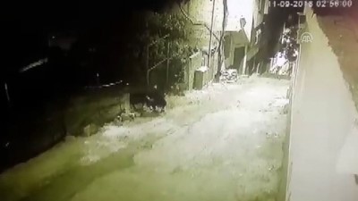 Kahramanmaraş'ta hayvan hırsızlığı iddiası 