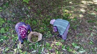 Kestane üreticisinin zorlu mesaisi - SİNOP 
