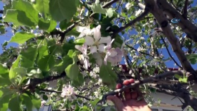 sonbahar -  Mevsimini şaşıran elma ağacı çiçek açtı  Videosu