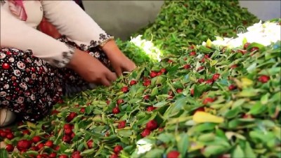 olumsuzluk - 'Ölümsüzlük meyvesi' hünnapta hasat dönemi - MANİSA  Videosu
