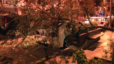  Şiddetli rüzgar, ağacı lüks otomobilin üstüne devirdi 