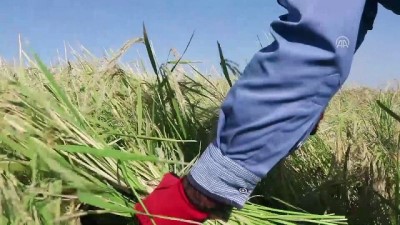 tarim - Tescilli pirinçte el emeğiyle hasat - DİYARBAKIR  Videosu