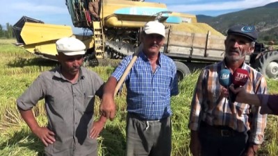 domuz avi -  Tosya’da pirinç hasadı başladı  Videosu