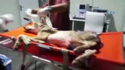 rontgen -  Aracın çarptığı kurt tedavi altına alındı Videosu