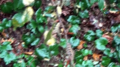  Bursa ormanlarını tehdit eden böcek 