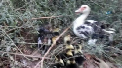  Gaziantep'te yavru kedi ve ördeklerin kıskandıran dostluğu