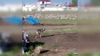 Kent merkezinde kurt görüntülendi - ARDAHAN