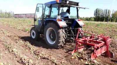 tarim - Sivas'ta yemeklik patateste 60 bin ton rekolte bekleniyor Videosu