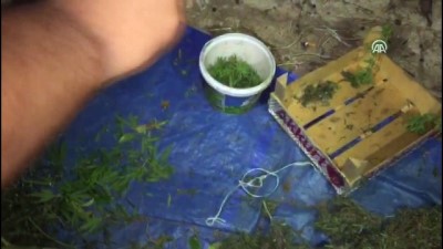 Artvin'de, uyuşturucu operasyonu 