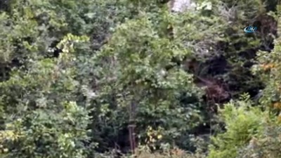  Ayı ve yavruları ağacın tepesinde görüntülendi 