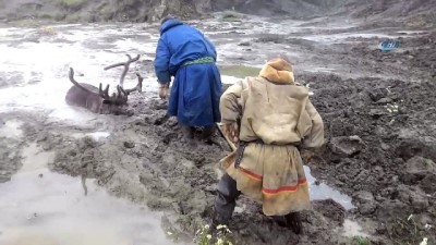  - Bataklığa Saplanan Geyik Kurtarıldı 