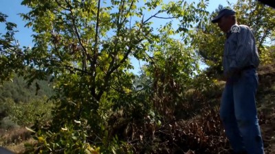 Ceviz üreticileri ayılardan şikayetçi - BİLECİK 